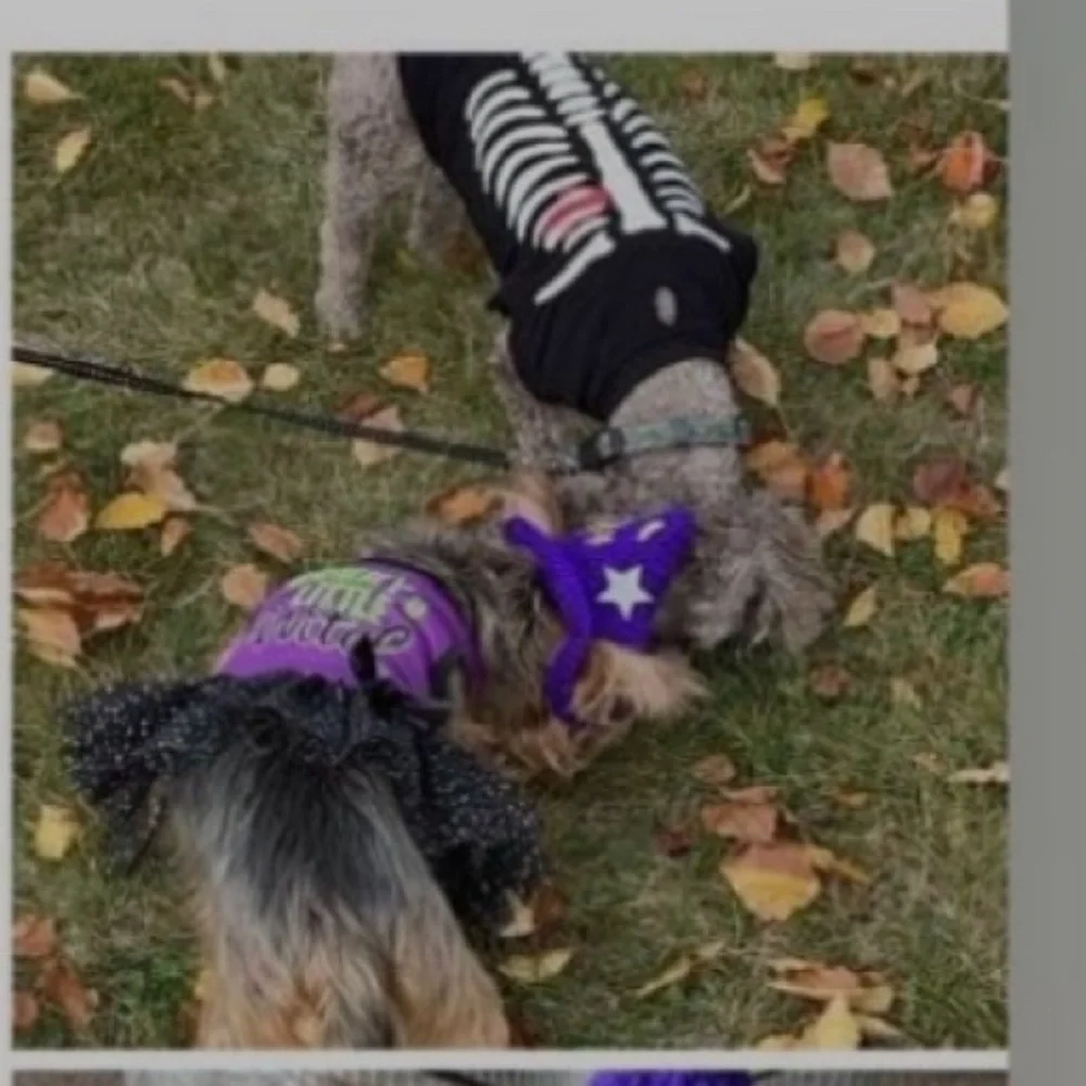 Yorkie Halloween costumes mommy’s lil witch dog purple crotchet hat Small dress